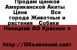 Продам щенков Американской Акиты › Цена ­ 25 000 - Все города Животные и растения » Собаки   . Ненецкий АО,Красное п.